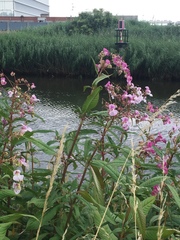 Impatiens glandulifera