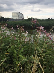Impatiens glandulifera
