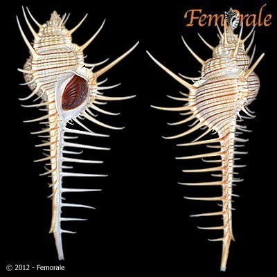 Murex troscheli