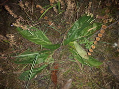 Cynoglossum divaricatum