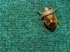 Podisus placidus