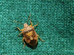 Podisus placidus