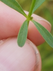 Galium elongatum