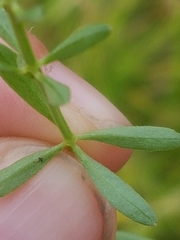 Galium elongatum
