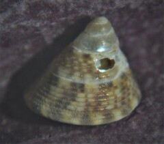 Jujubinus striatus
