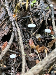 Mycena stylobates