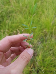 Galium elongatum