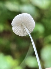 Mycena stylobates
