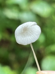 Mycena stylobates