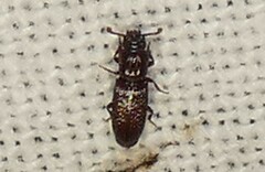 Pycnomerus