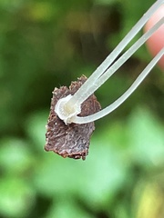Mycena stylobates