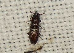 Pycnomerus