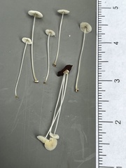 Mycena stylobates