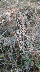 Austrostipa elegantissima