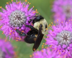 Bombus griseocollis