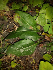 Cynoglossum divaricatum