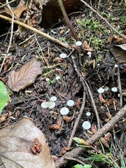 Mycena stylobates