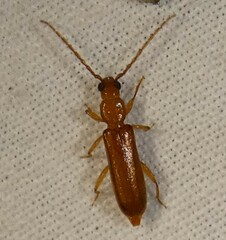 Smodicum cucujiforme