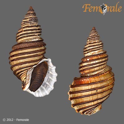 Ancistrolepis