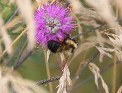 Bombus rufocinctus