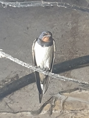 Hirundo rustica
