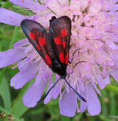 Zygaena viciae