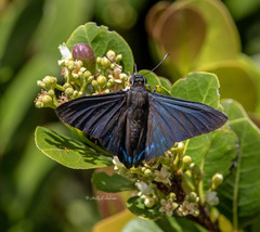 Phocides pigmalion okeechobee
