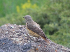 Monticola saxatilis