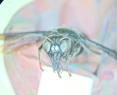 Anterhynchium punctatum