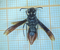 Anterhynchium punctatum