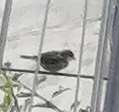 Passer domesticus