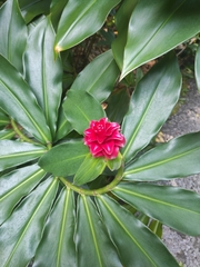 Costus comosus