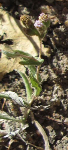 Denekia capensis image