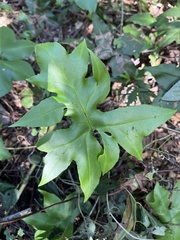 Doryopteris arifolia
