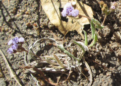 Denekia capensis image