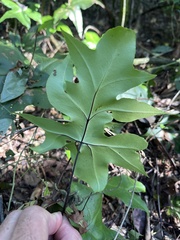 Doryopteris arifolia