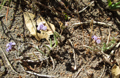 Denekia capensis image