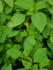 Impatiens capensis