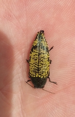 Buprestis confluenta