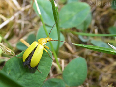 Cteniopus sulphureus