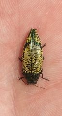 Buprestis confluenta