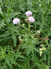 Cirsium arvense
