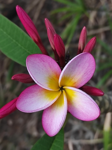 Plumeria image