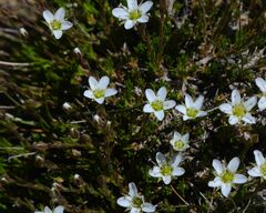 Minuartia recurva