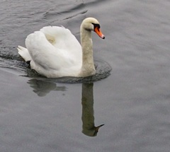 Cygnus olor