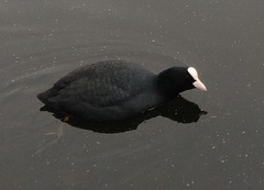 Fulica atra