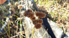 Juncus dregeanus