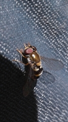 Parasyrphus