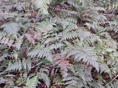 Parapolystichum microsorum