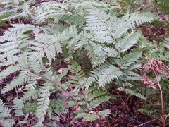 Parapolystichum microsorum